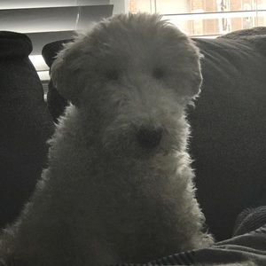 Meet your Posher, Irene